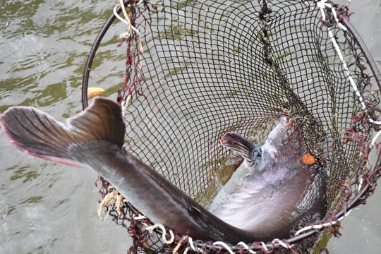 Nghề nuôi thủy sản Quảng Nam hướng đến "sạch để minh bạch nguồn gốc"