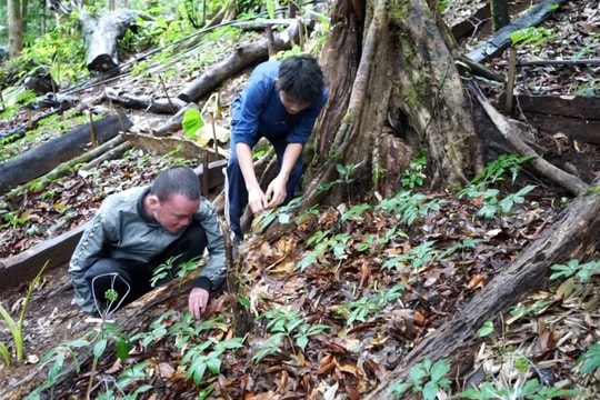 Quản lý, bảo vệ và phát triển rừng trên địa bàn Quảng Nam giai đoạn 2021 - 2025: Bảo vệ nghiêm ngặt rừng tự nhiên, tăng tỷ lệ che phủ rừng