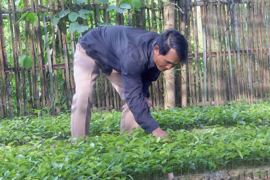 Cây bản địa là cây gì?