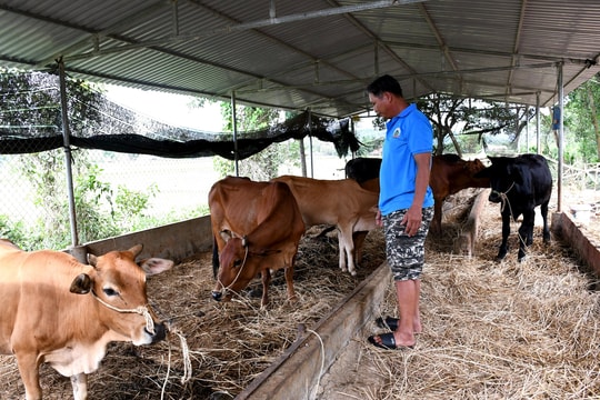 Phát hiện nhiều trường hợp vi phạm trên lĩnh vực thú y, giết mổ gia súc