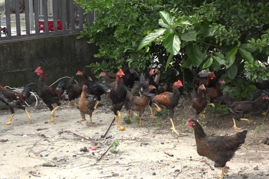 Mô hình nuôi gà an toàn sinh học ở xã Tam Nghĩa đạt hiệu quả cao