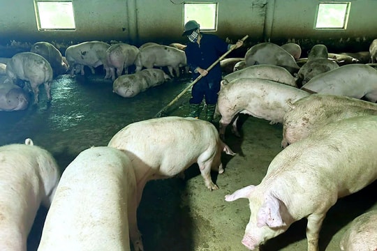 Quế Sơn tập trung khống chế dịch bệnh trên đàn vật nuôi