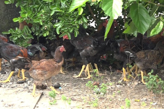 Nhân rộng mô hình nuôi gà thả vườn an toàn sinh học