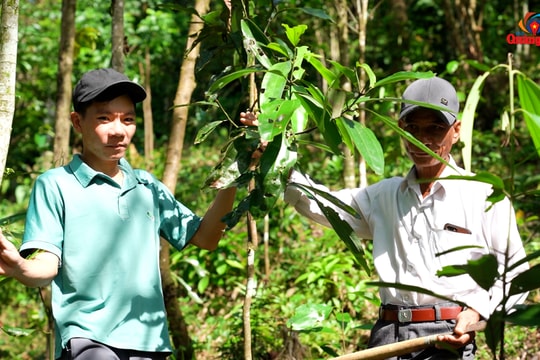 Hiệu quả từ mô hình chuỗi liên kết trồng quế Trà My