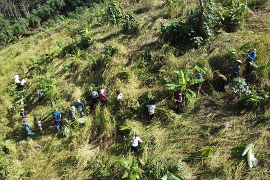 Đổi công thu hoạch lúa rẫy