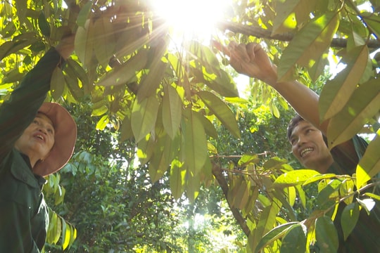 Tiên Phước khuyến khích phát triển kinh tế vườn