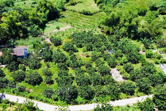 Nông Sơn phát triển nông nghiệp theo hướng an toàn