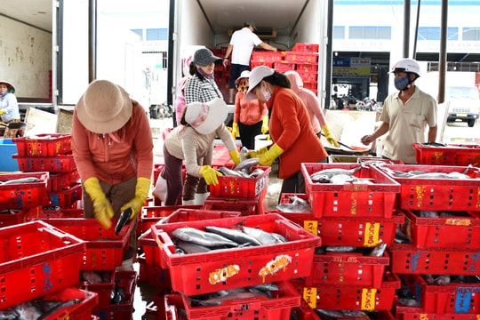 Gấp rút khắc phục hạn chế, Quảng Nam chung tay gỡ "thẻ vàng" thủy sản