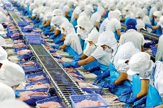 Xử lý nhiều lô hàng xuất khẩu thủy sản vi phạm IUU