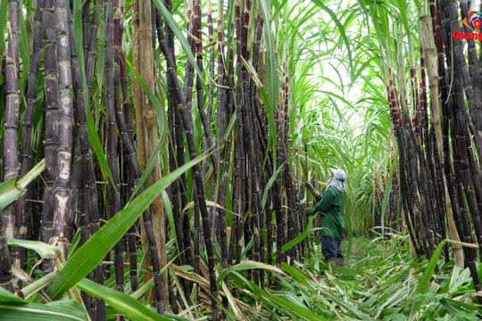 Thoát nghèo từ giống mía tím ở Bắc Trà My