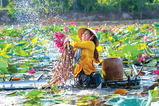 Con nước linh đinh, bông súng trở mình