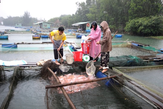 Lo với nuôi cá lồng bè trên sông