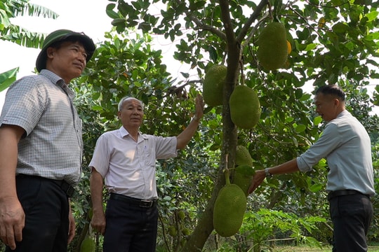 Nông dân Quảng Nam mạnh dạn đầu tư kinh tế vườn