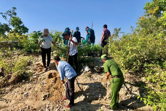 Nỗ lực bảo vệ, phục hồi rừng đặc dụng Cù Lao Chàm