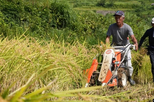 Giống lúa mới ứng phó biến đổi khí hậu tại Nhật Bản