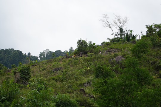 Nam Trà My hạn chế trong tiếp cận vốn hỗ trợ kinh tế vườn, kinh tế trang trại