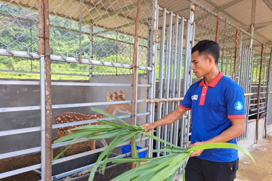 Những mô hình sinh kế hiệu quả