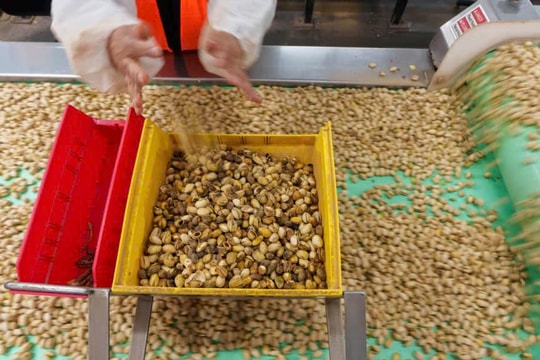 California vào mùa thu hoạch hạt dẻ cười