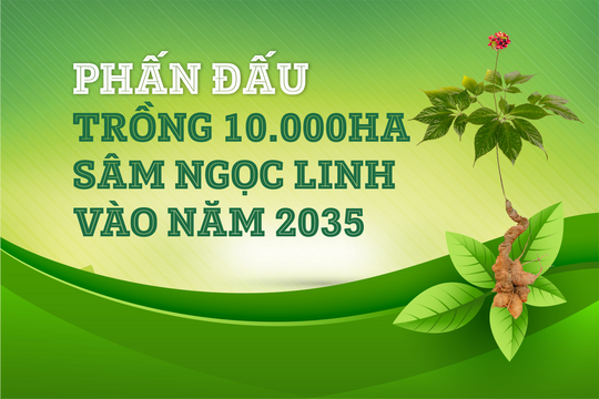 Phấn đấu trồng 10.000ha sâm Ngọc Linh vào năm 2035