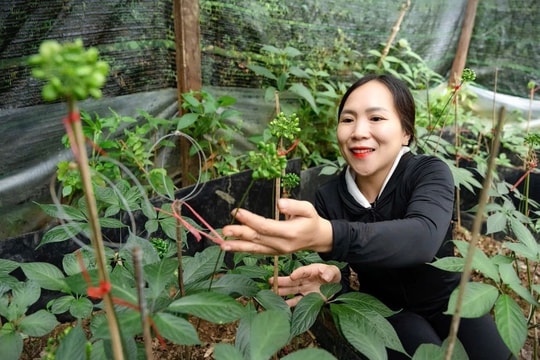 Khó di thực sâm Ngọc Linh