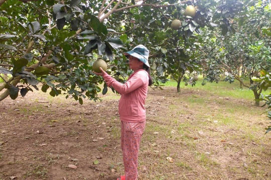 Đại Lộc hỗ trợ phát triển 75 vườn với kinh phí hơn 2,7 tỷ đồng