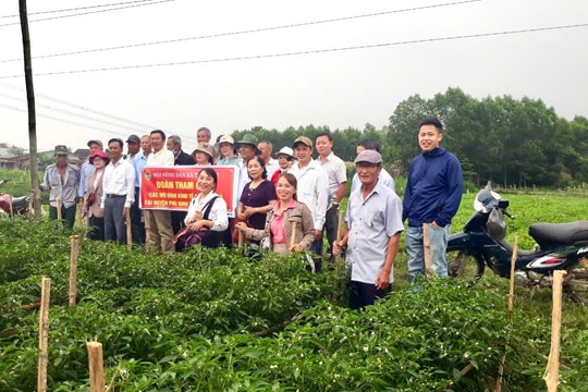 Tổng giá trị sản xuất nông nghiệp của Phú Ninh năm 2024 ước đạt hơn 1.363 tỷ đồng