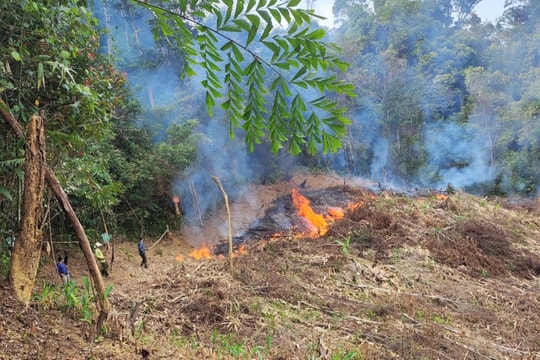 Phá rừng, một người dân bị phạt hơn 162 triệu đồng