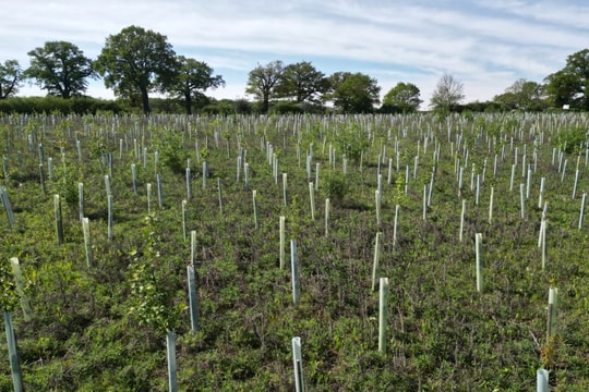 Các nước đang phát triển trước cơ hội tín chỉ carbon