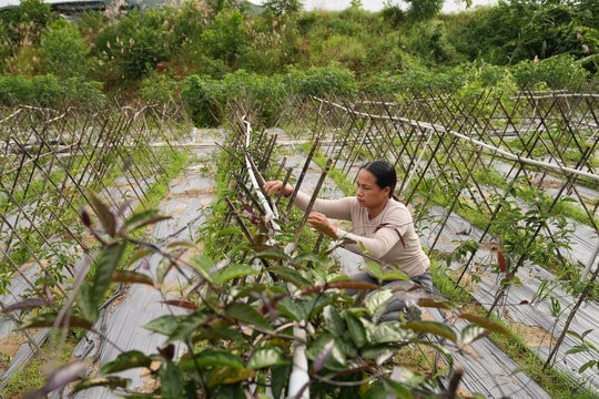 Phước Sơn tập trung phát triển kinh tế từ cây dược liệu