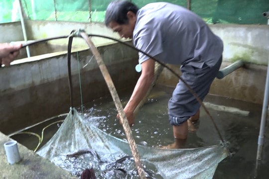 Nuôi cá chình thương phẩm trong hồ xi măng ở vùng Tây Núi Thành