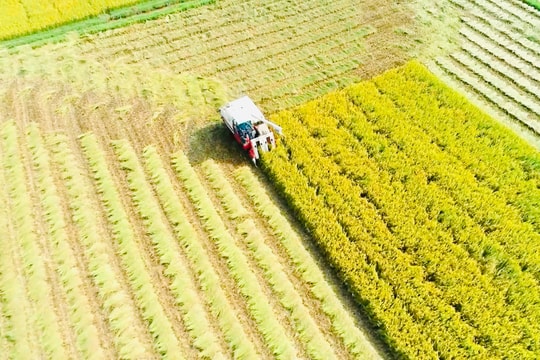 Nông Sơn: Tổng giá trị sản xuất nông nghiệp đạt hơn 302 tỷ đồng