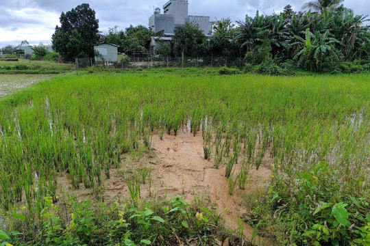 Người dân Phú Yên bức xúc vì nền đường sạt lở gây bồi lấp ruộng