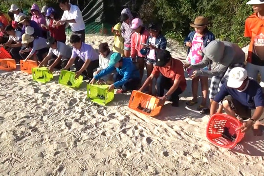 Hội An triển khai nhiều giải pháp bảo tồn rùa biển