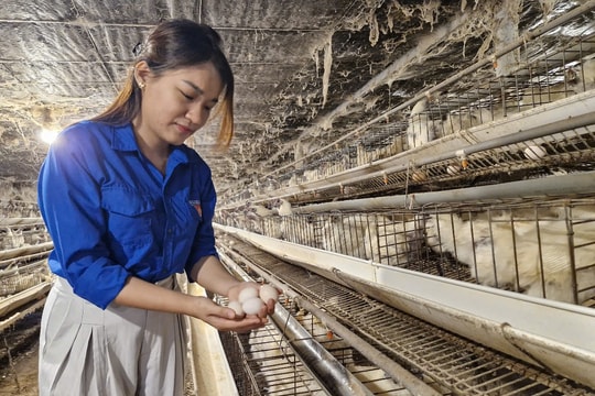 Thương hiệu "Trứng gà ác Hảo Nhân" ở Duy Xuyên