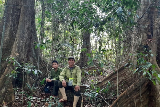 Rừng bền vững, người an toàn