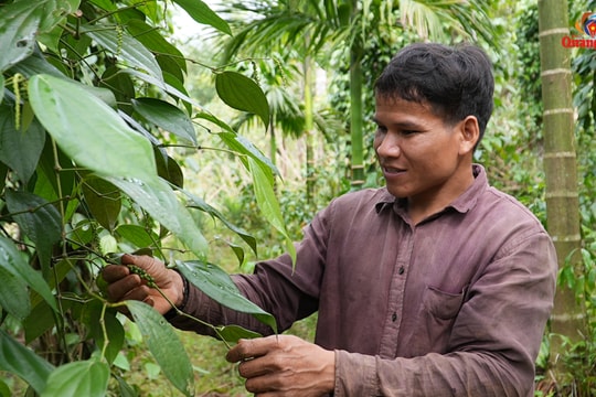 Triển vọng thoát nghèo nhờ cây tiêu ở Bắc Trà My