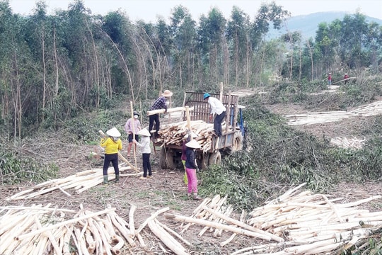 Đà Nẵng đóng góp vào tăng trưởng ngành gỗ