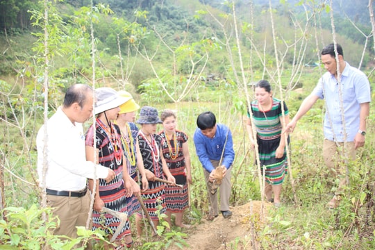 Tây Giang có 492 hộ nông dân sản xuất kinh doanh giỏi các cấp