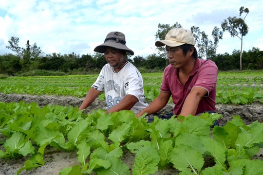 Quảng Nam có 7 chuỗi cung ứng nông sản thực phẩm an toàn
