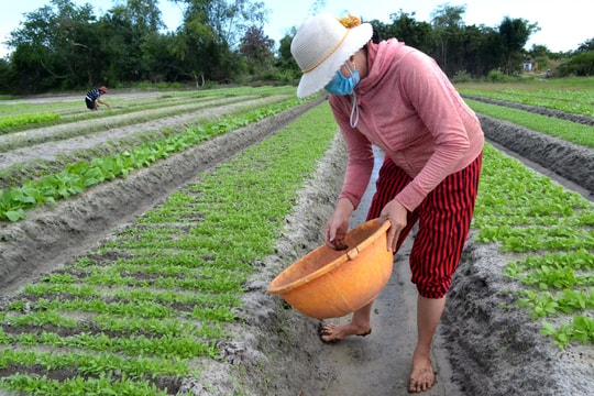 Rau sạch Mỹ Hưng đón đầu thị trường