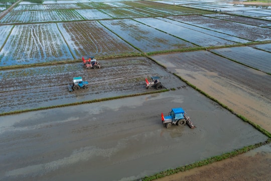 Hành trình gian nan của cây lúa