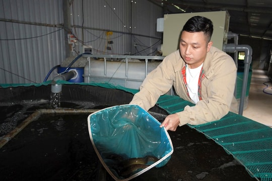 Hiệu quả mô hình nuôi cá chình kinh tế cao gắn với bảo vệ môi trường ở Điện Bàn