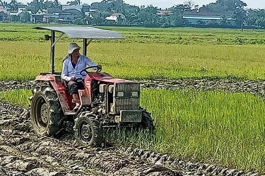 Nông dân Núi Thành ra đồng làm đất, chuẩn bị sản xuất vụ đông xuân