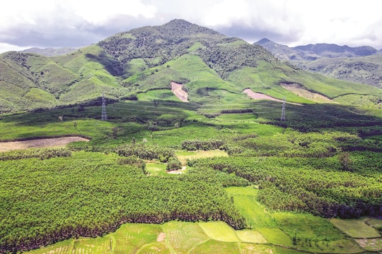 Kỳ vọng từ những cánh rừng FSC