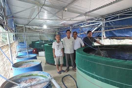 Nuôi cá chình theo công nghệ RAS