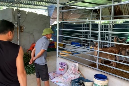 Nam Giang sẽ hỗ trợ 43 hộ nghèo và cận nghèo nuôi hươu sao