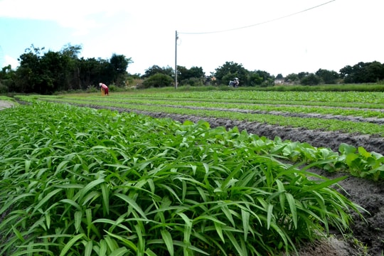 Ngành nông nghiệp Quảng Nam triển khai nhiều giải pháp kiểm soát chất lượng nông sản