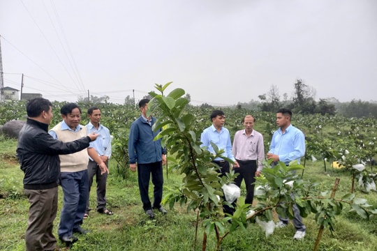 Quế Sơn thí điểm mô hình trồng cây ăn quả kết hợp du lịch sinh thái