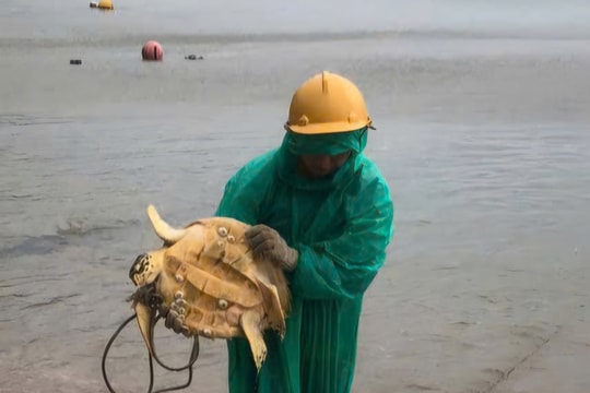 Thả một cá thể đồi mồi nằm trong Sách đỏ về biển Cù Lao Chàm