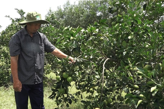 Bình Quý khuyến khích phát triển kinh tế vườn